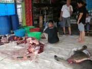 Sebelum Lebaran, di Sanga Desa, Ada Tradisi ” Bantai ” dan Jual dengan Lelang