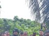 Gercep Tim Gabungan Polda Sumsel Polres Muba Berhasil Tangkap Bapak Dan Anak Pelaku Pembunuhan Di Muba