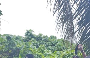 Gercep Tim Gabungan Polda Sumsel Polres Muba Berhasil Tangkap Bapak Dan Anak Pelaku Pembunuhan Di Muba